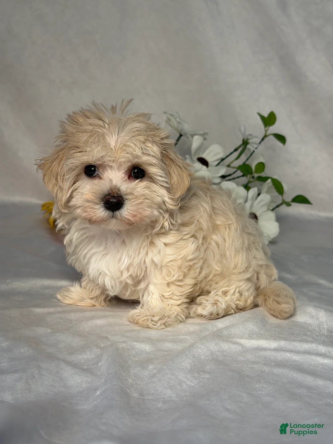 Maltipoo dogs for sale: Jill - Ad 2