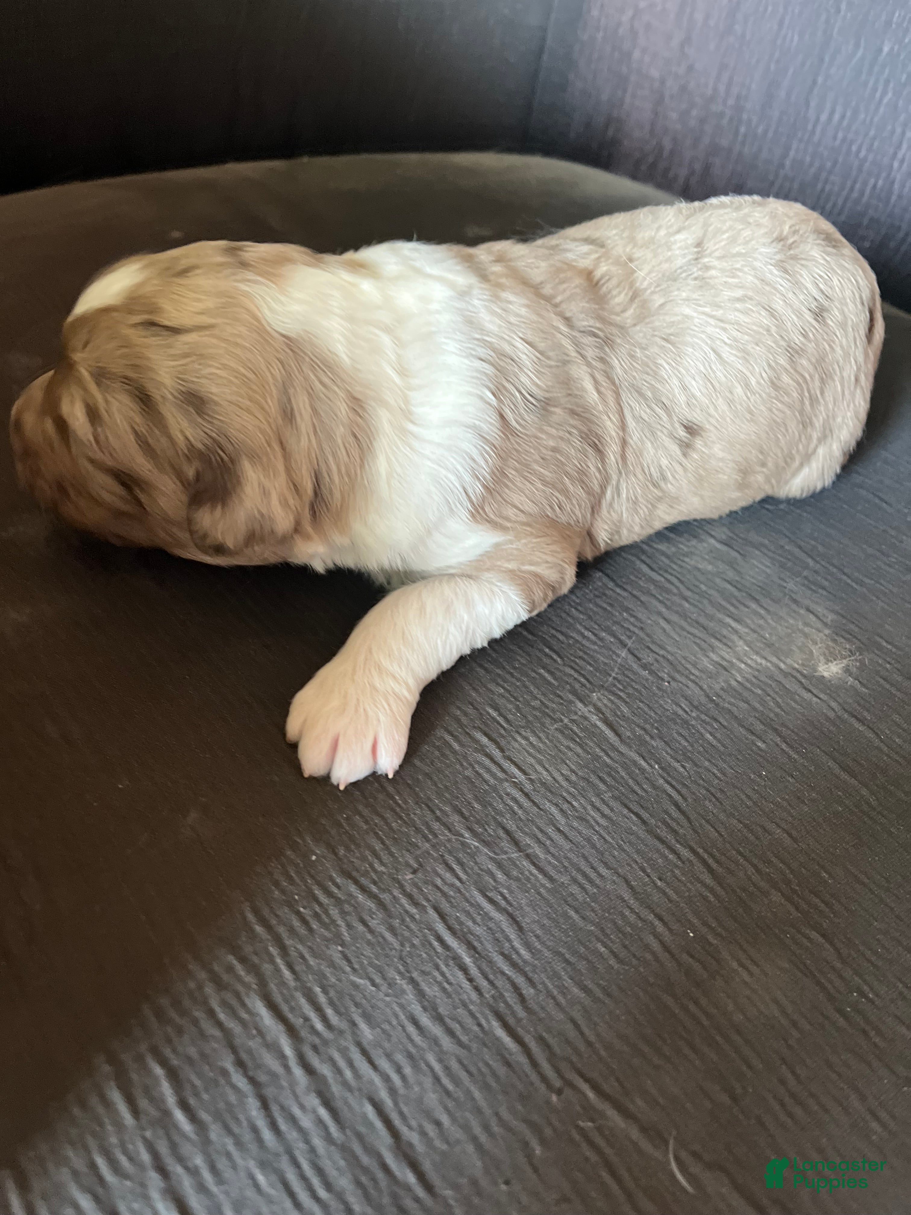 Aussiedoodle dogs Aussiedoodle Puppy 4 - Ad 1