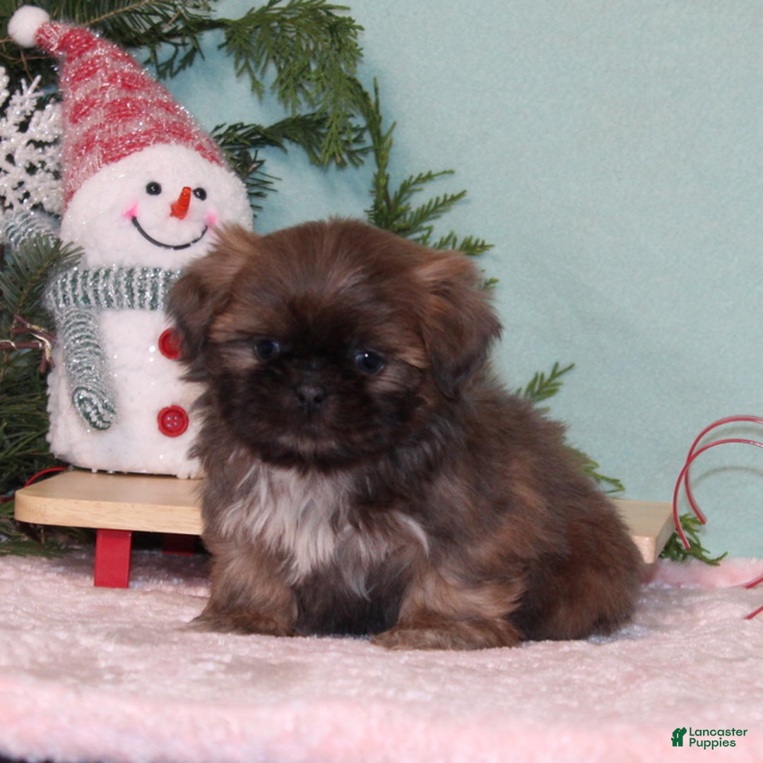 Shih Tzu dogs for sale: Mittens - Ad 2