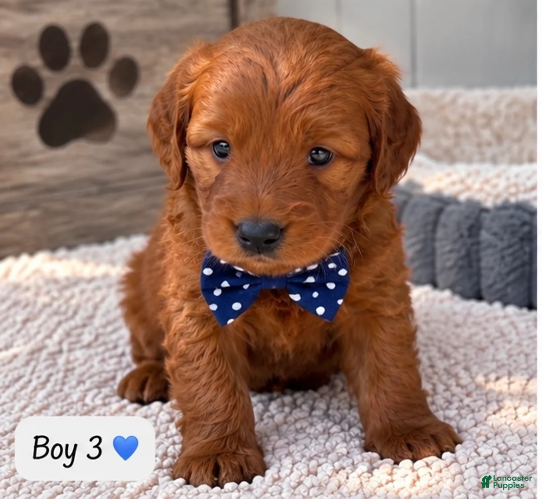 Goldendoodle dogs for sale: Benny - Ad 1