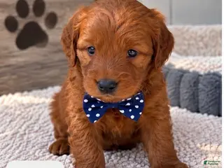 Goldendoodle dogs Benny - Ad 14