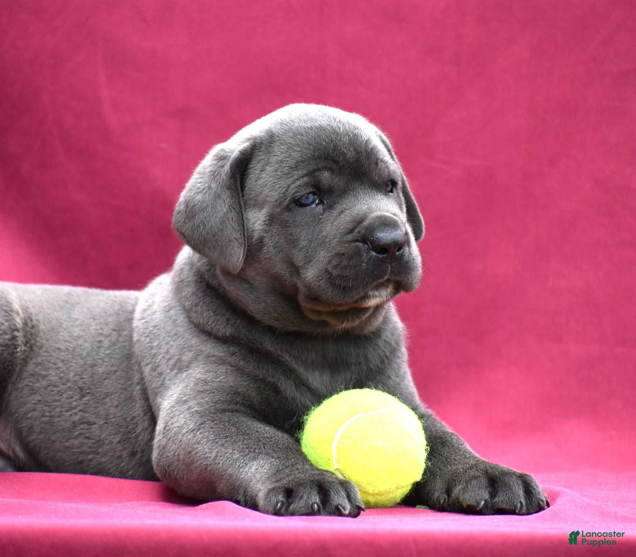 Cane Corso dogs Tank - Ad 2