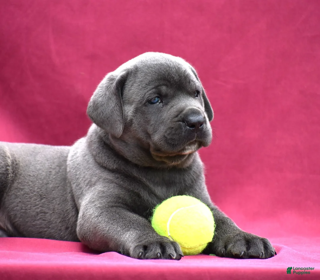 Cane Corso dogs for sale: Tank - Ad 2