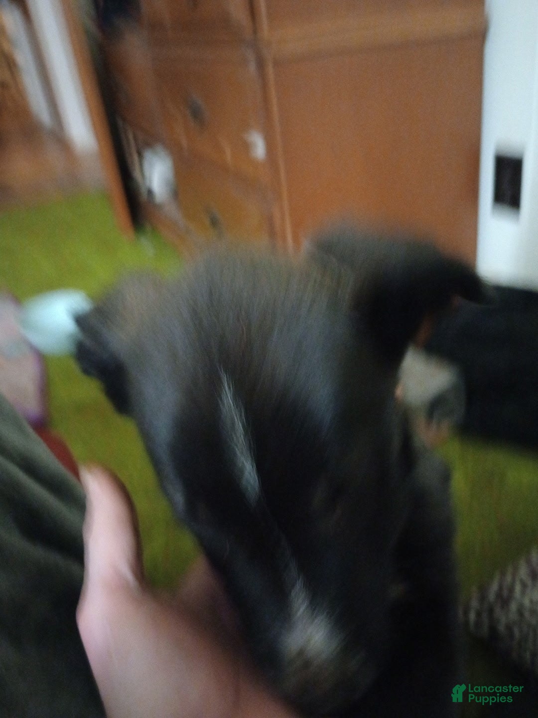 Mixed Breed dogs Mixed Breed Puppy 4 - Ad 19