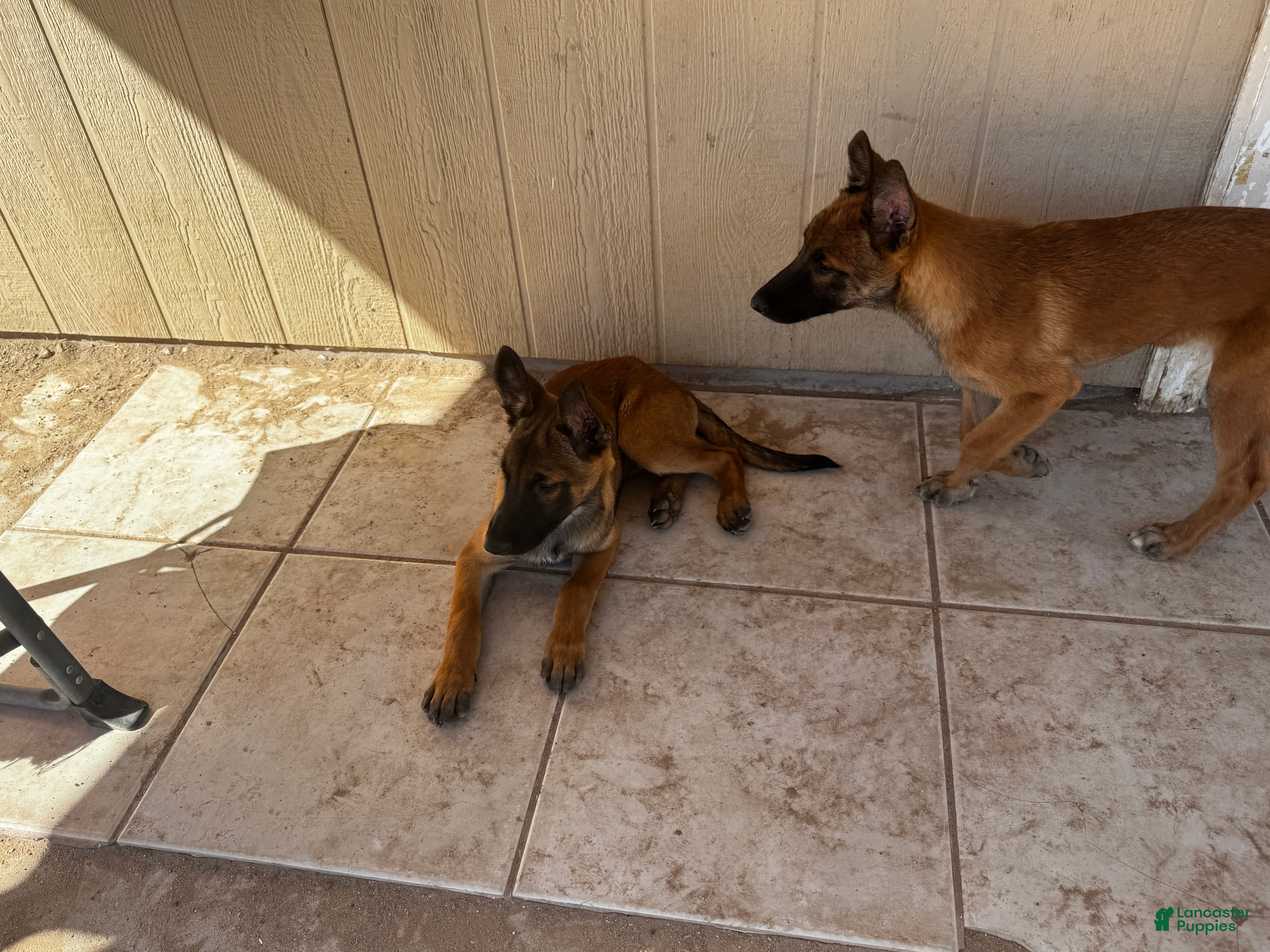 Belgian Malinois dogs for sale: Bug - Ad 3