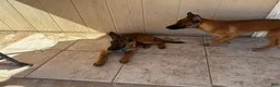 Belgian Malinois dogs for sale: Bug - Ad 1