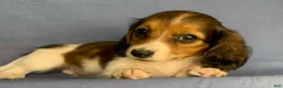 Miniature Dachshund dogs for sale: Chico - Ad 5