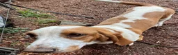 Basset Hound dogs for sale:  Puppy 1 - Ad 6