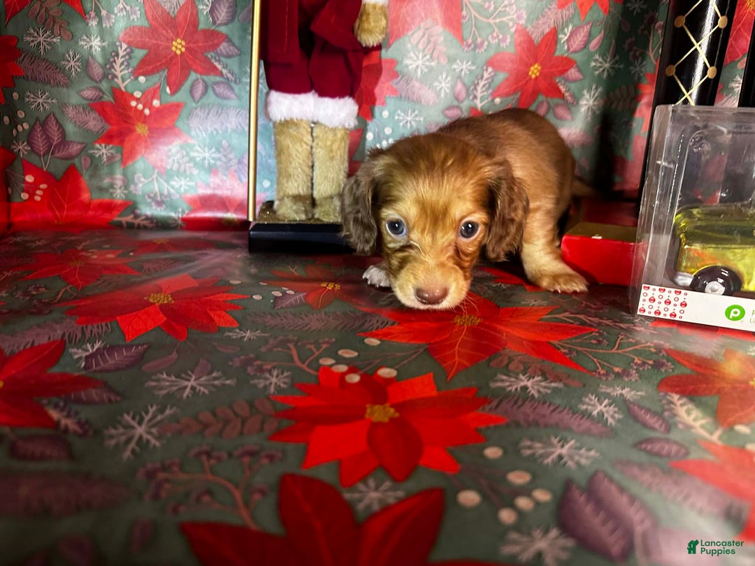 Dachshund dogs for sale: Lola bunny - Ad 4