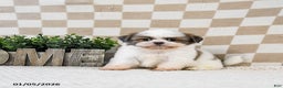 Shih Tzu dogs for sale: Zippy - Ad 3
