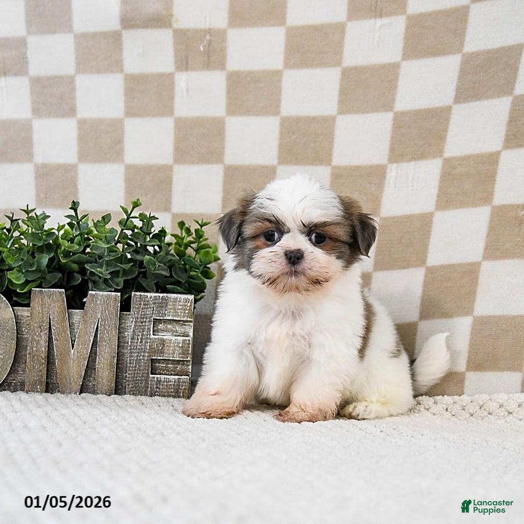 Shih Tzu dogs for sale: Zippy - Ad 3