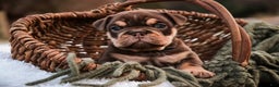 English Bulldog dogs for sale: Brutus - Ad 4