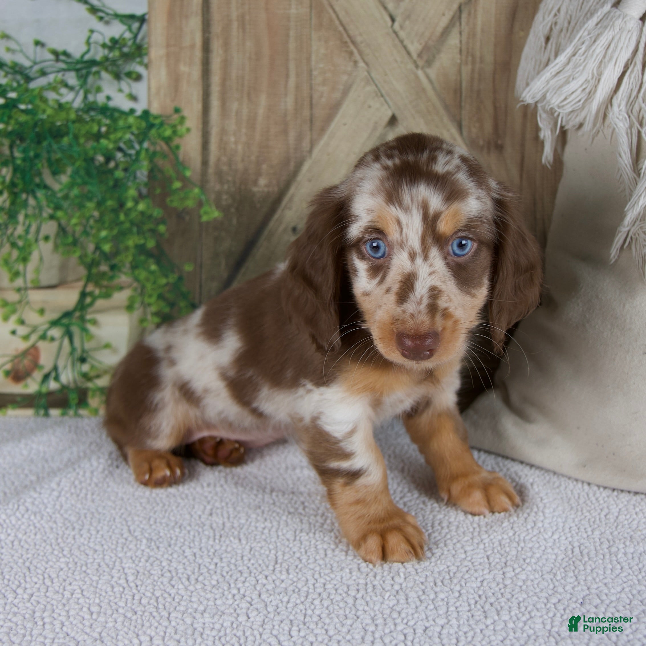 Miniature Dachshund dogs Bella - Ad 2