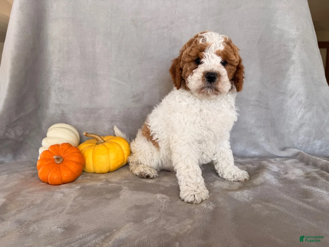 Cavapoo dogs for sale: Woodstock - Ad 1