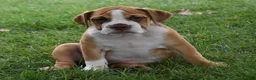 Beabull dogs for sale: Bella  - Ad 3