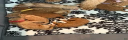 Goldendoodle dogs for sale: Waffle - Ad 13