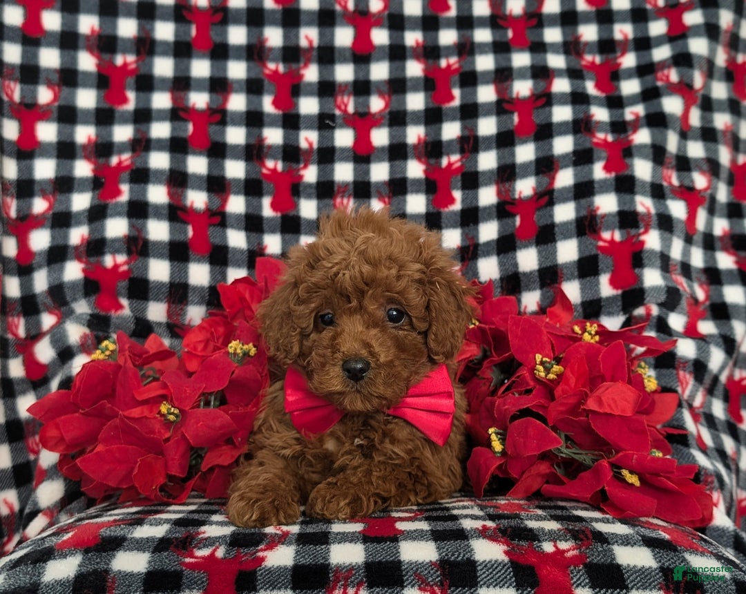 Miniature Poodle dogs for sale: Brandon Ready for Christmas!  - Ad 5