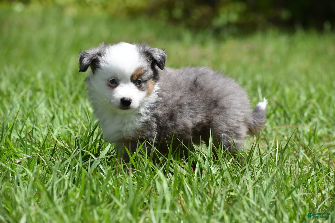 Toy Australian Shepherd dogs for sale: Toy Australian Shepherd Puppy 1 - Ad 7