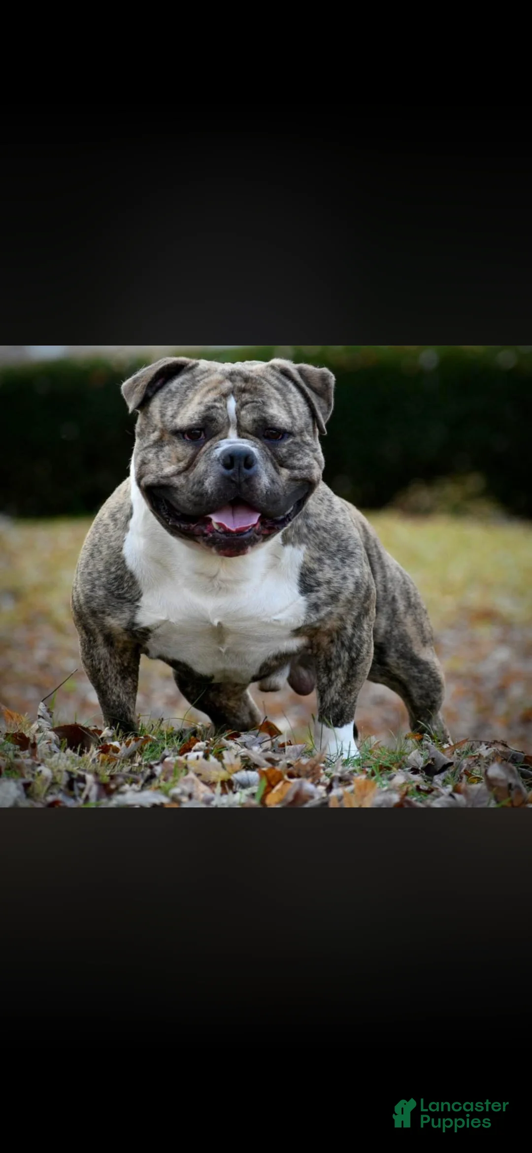 American Bully dogs for sale: Moose Tracks - Ad 9