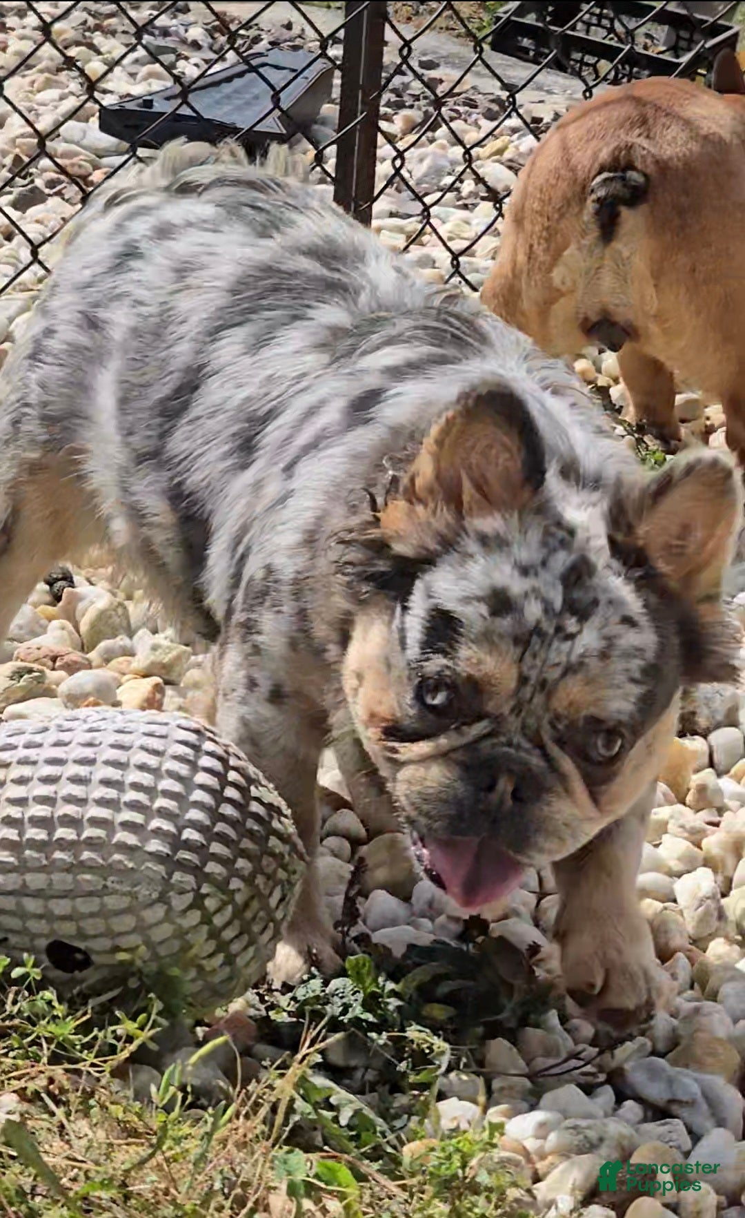 French Bulldog dogs for stud: French Bulldog 1 puppies - Ad 5