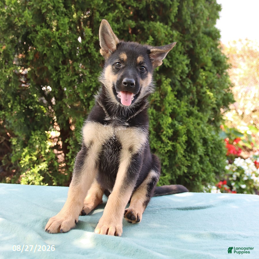 German Shepherd dogs Summer - Ad 2