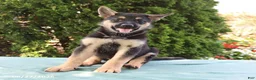 German Shepherd dogs for sale: Summer - Ad 2