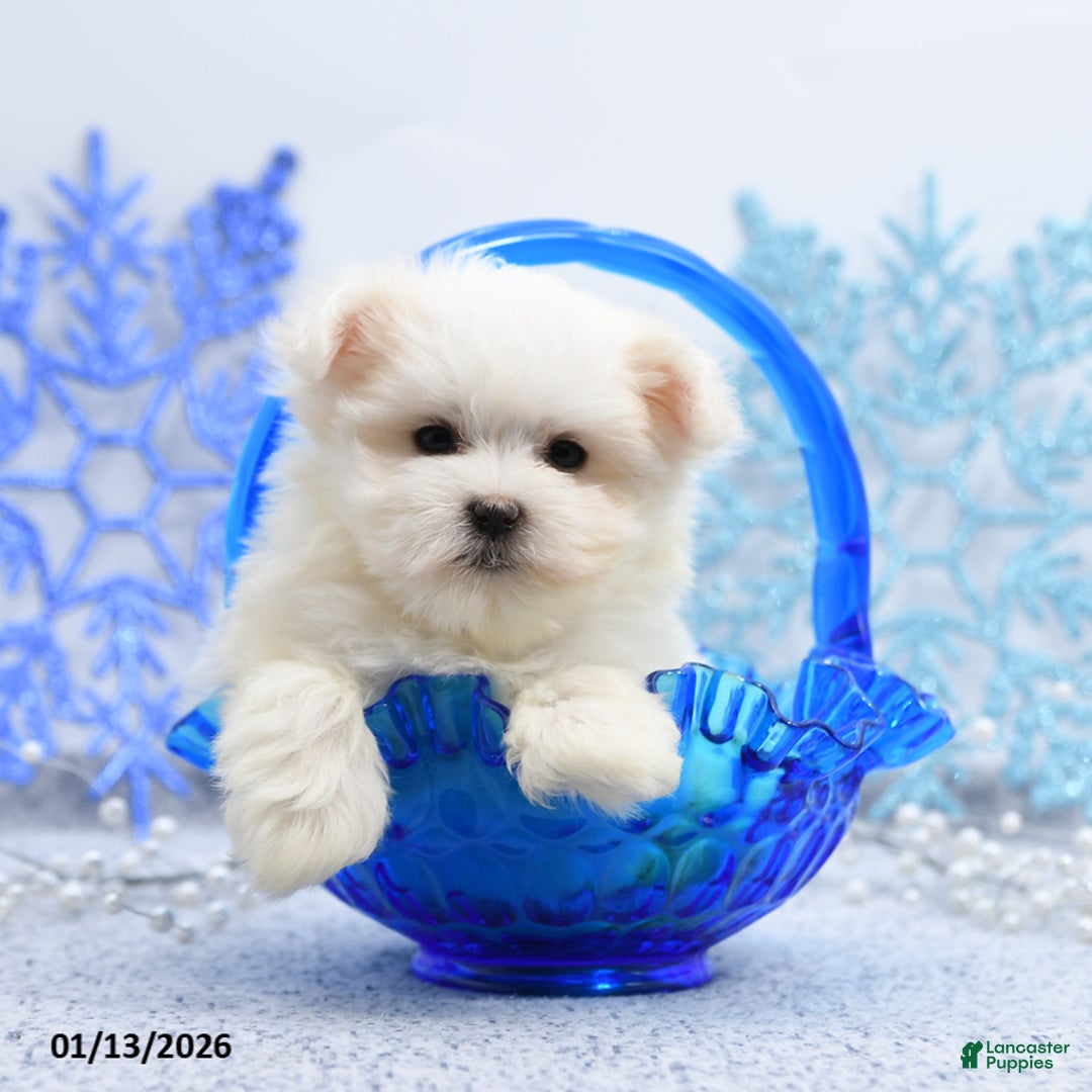 Maltese dogs for sale: Peanut  - Ad 5