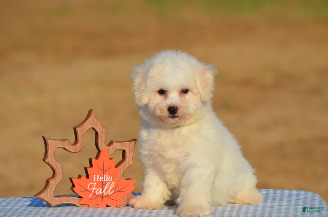 Bichon Frise dogs for sale: Tina - Ad 1