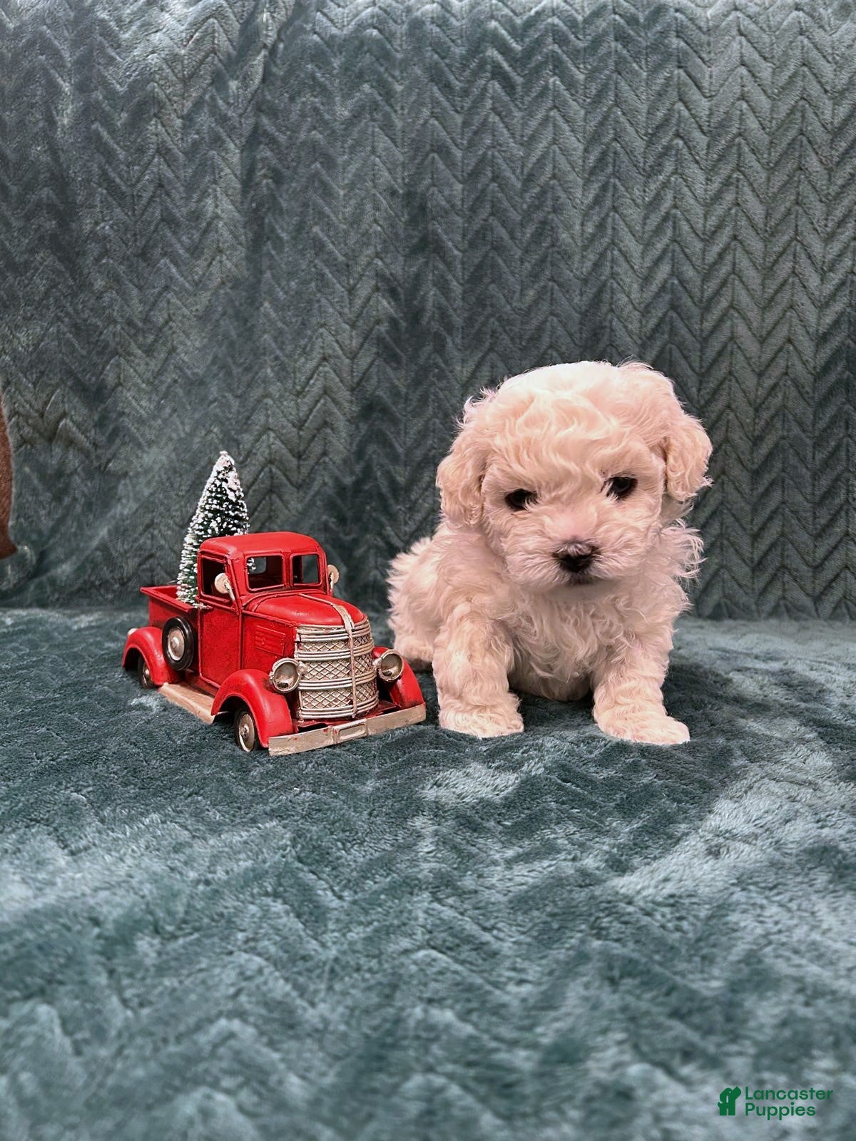 Mixed Breed dogs Holiday - Ad 28