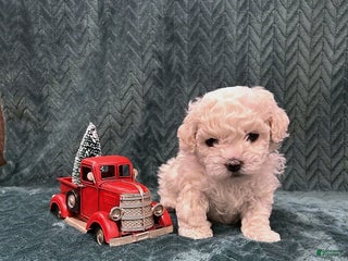 Mixed Breed dogs Holiday - Ad 28