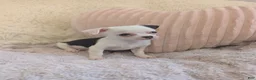 Chihuahua dogs for sale: Panda - Ad 6