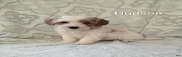 Shihpoo dogs for sale: Kenna - Ad 12