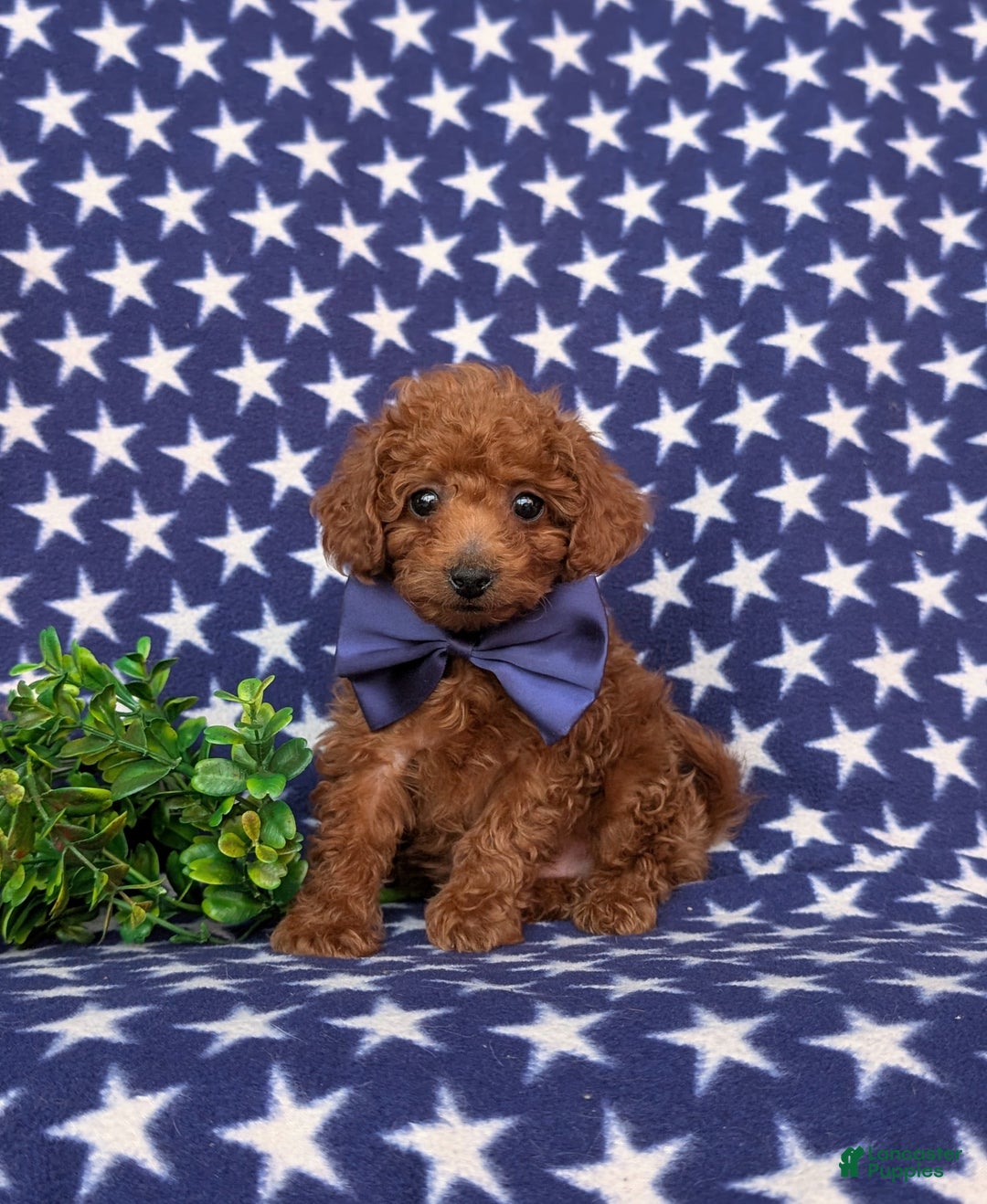 Toy Poodle dogs for sale: Tobias - Ad 1