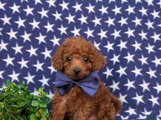 Toy Poodle dogs Tobias - Ad 20