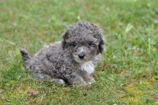 Cavapoo dogs Cavapoo 2 Whimsy - Ad 1