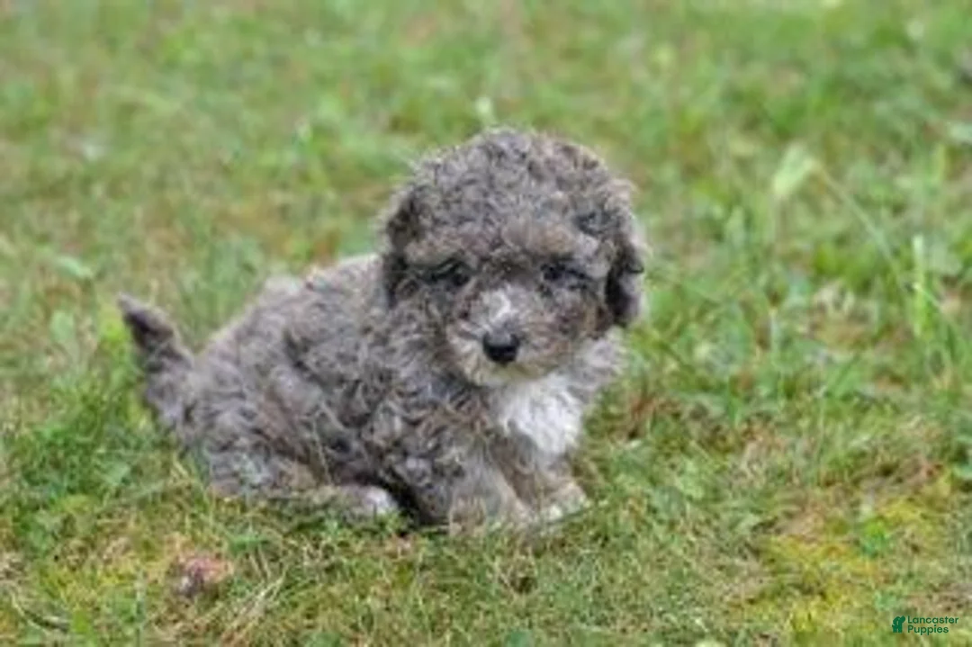 Cavapoo dogs for sale: Cavapoo 2 Whimsy - Ad 1