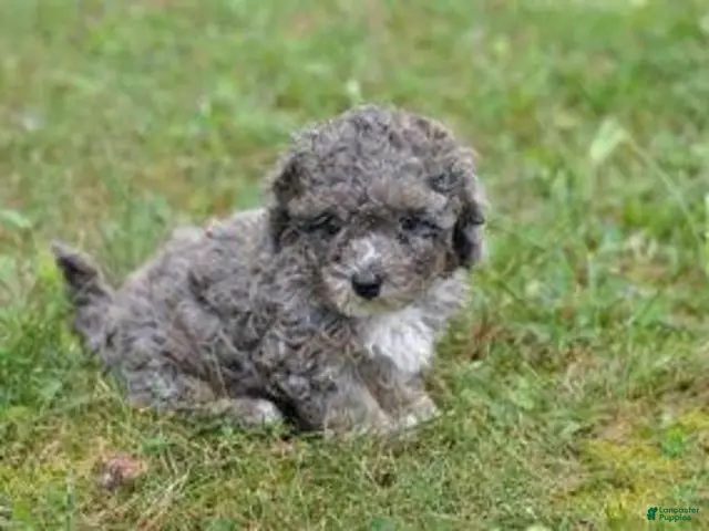 Cavapoo dogs for sale: Cavapoo 2 Whimsy - Ad 1