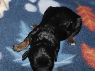 Miniature Poodle dogs Harlee’s phantom male - Ad 4