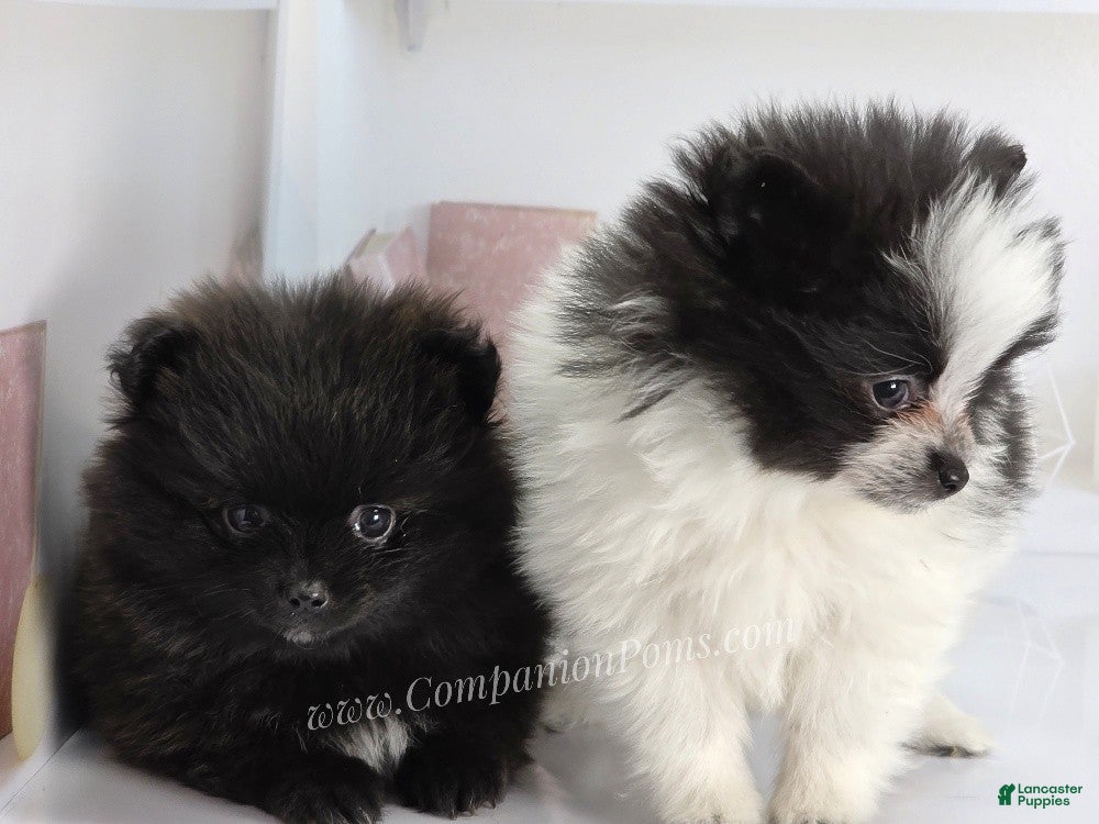 Pomeranian dogs Starlight - Black Female Pomeranian - Ad 1