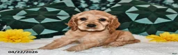 English Cocker Spaniel dogs for sale: Lorrisa Faye  - Ad 1