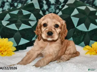 English Cocker Spaniel dogs for sale: Lorrisa Faye - Ad 1