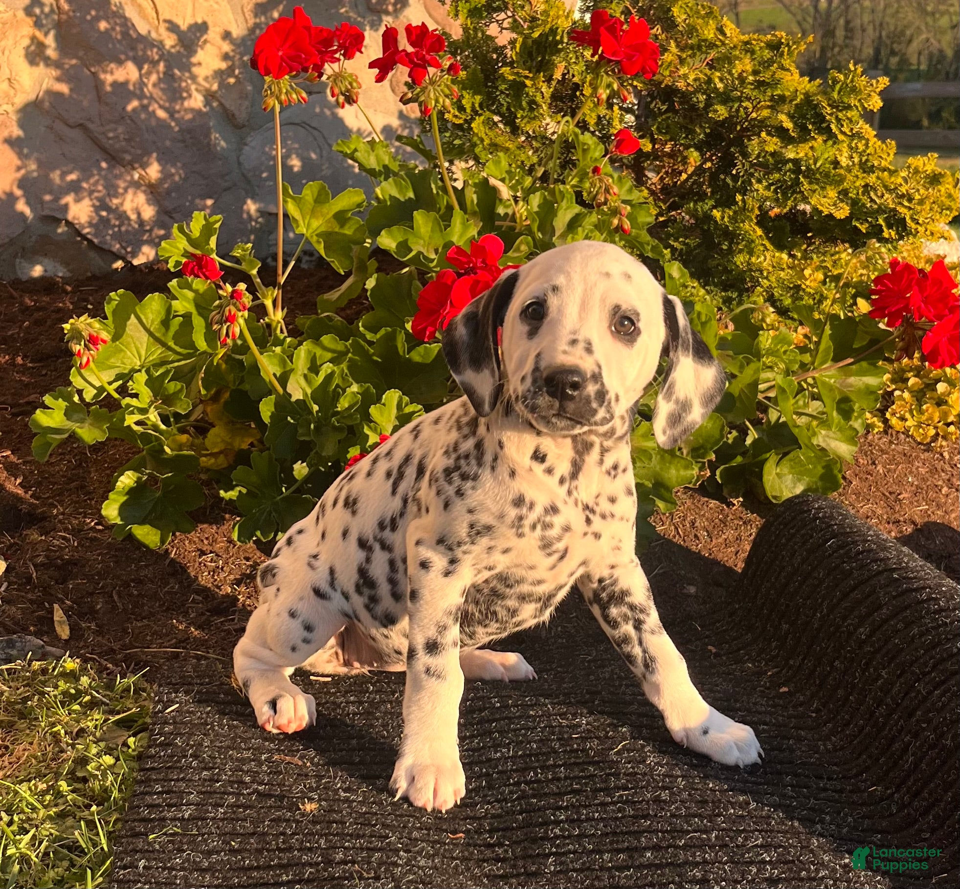 Dalmatian dogs for sale: Rosie❤️Akc Genetic Tested  - Ad 1