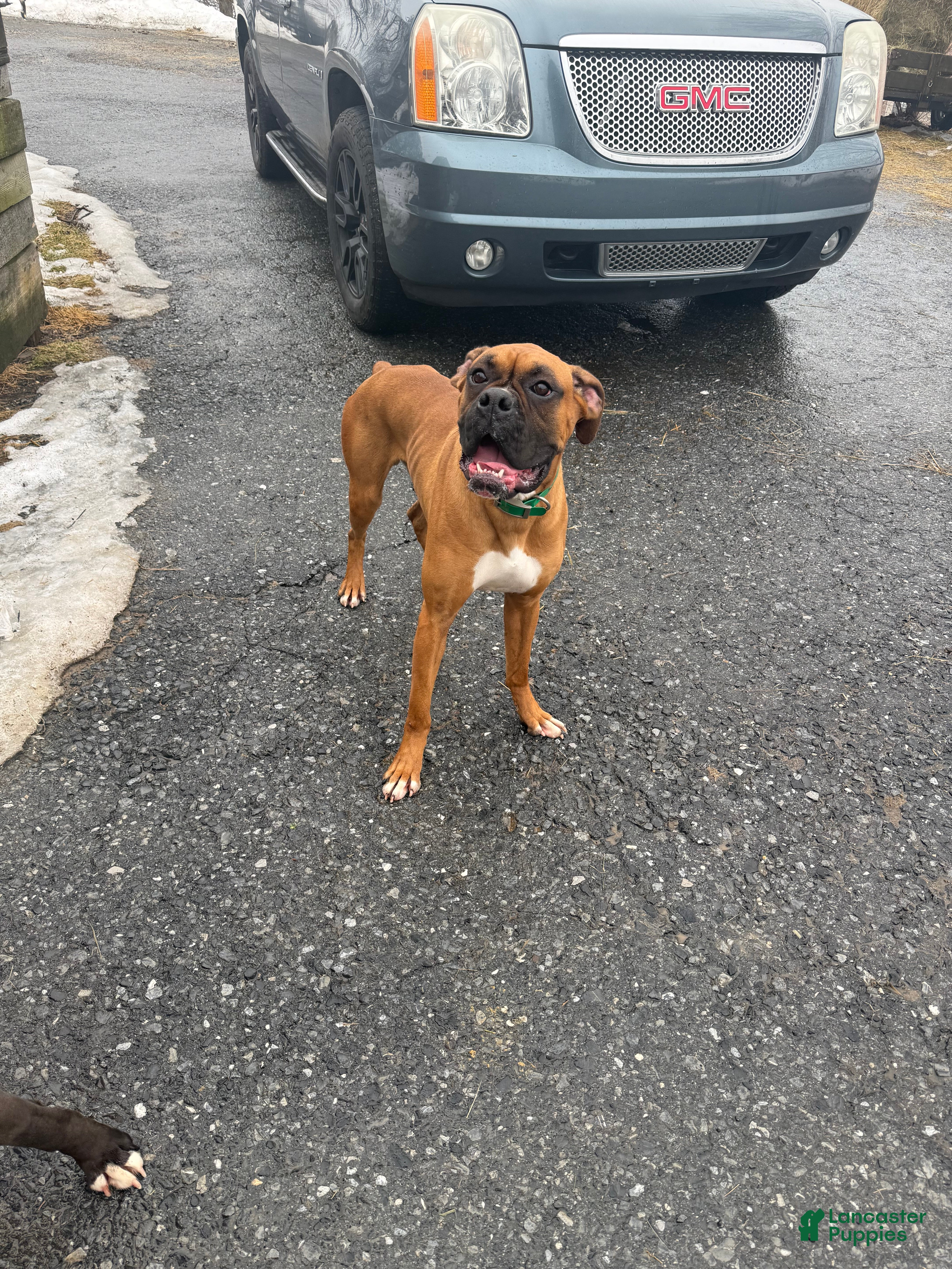 Boxer dogs Boxer Puppy 1 - Cain  - Ad 27