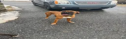 Boxer dogs for sale: Boxer Puppy 1 - Cain  - Ad 1