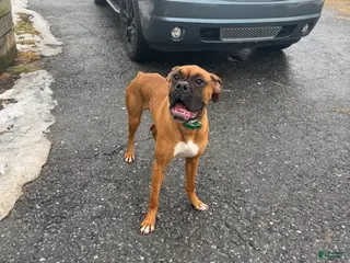 Boxer dogs Boxer Puppy 1 - Cain - Ad 23