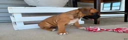 Boxer dogs for sale: Daisy - Ad 14