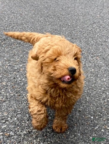 Labradoodle dogs Maverick - Ad 1