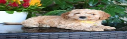 Mixed Breed dogs for sale: Marley - Ad 3