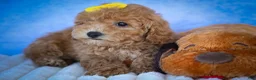 Bichpoo dogs for sale: Nella🌸 - Ad 5