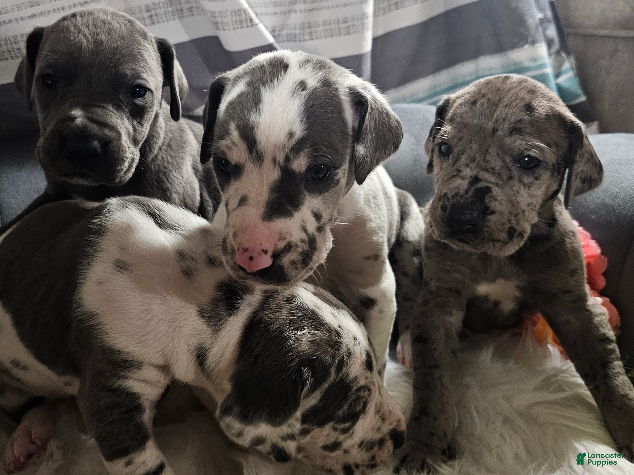 Great Dane dogs Blue Harlequin - Ad 1